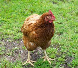 Red Hen