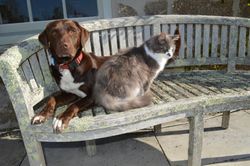 Cat and Dog sat on a bench