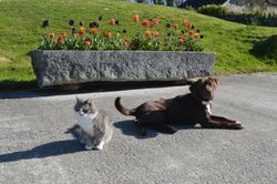 Cat and Dog laying in front of granite planter