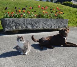Cat and Dog laying in front of granite planter