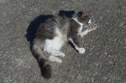 fluffy cat laying on the ground