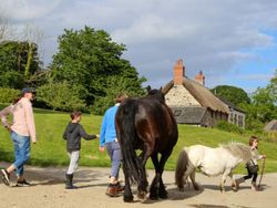 Leading horses in