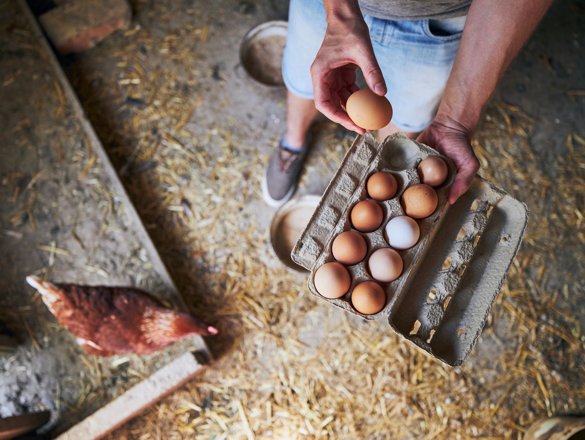 Collecting eggs-1253435360