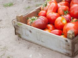 Tomatoes-95011642