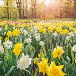Daffodils- 2025-04-23T115224.373
