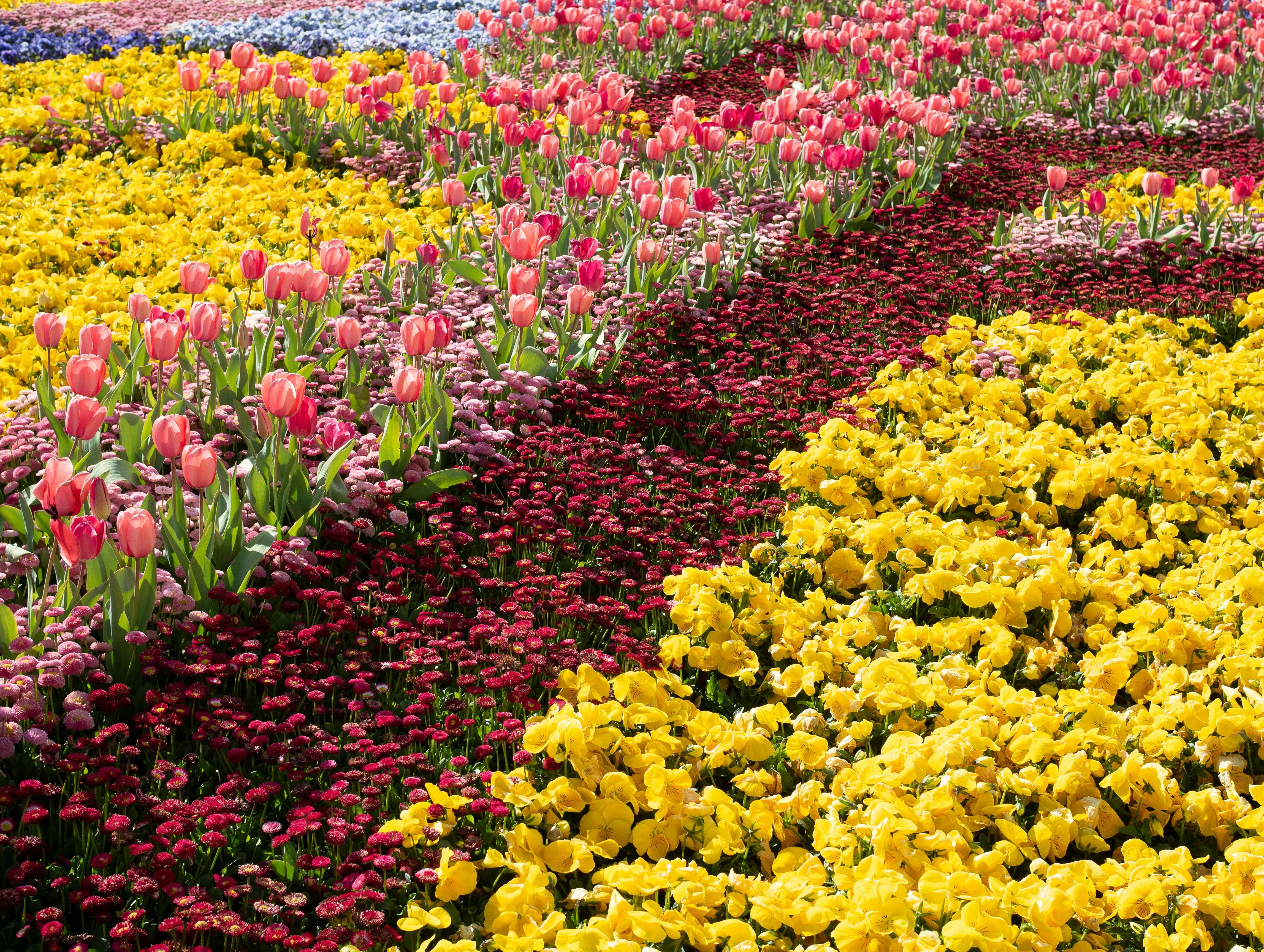 Flowers in Bloom-809768-28549921