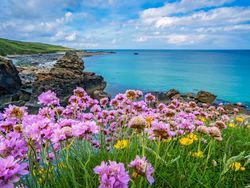 Coastal Blooms