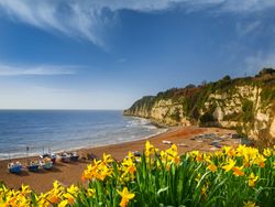 Coastal Daffodils