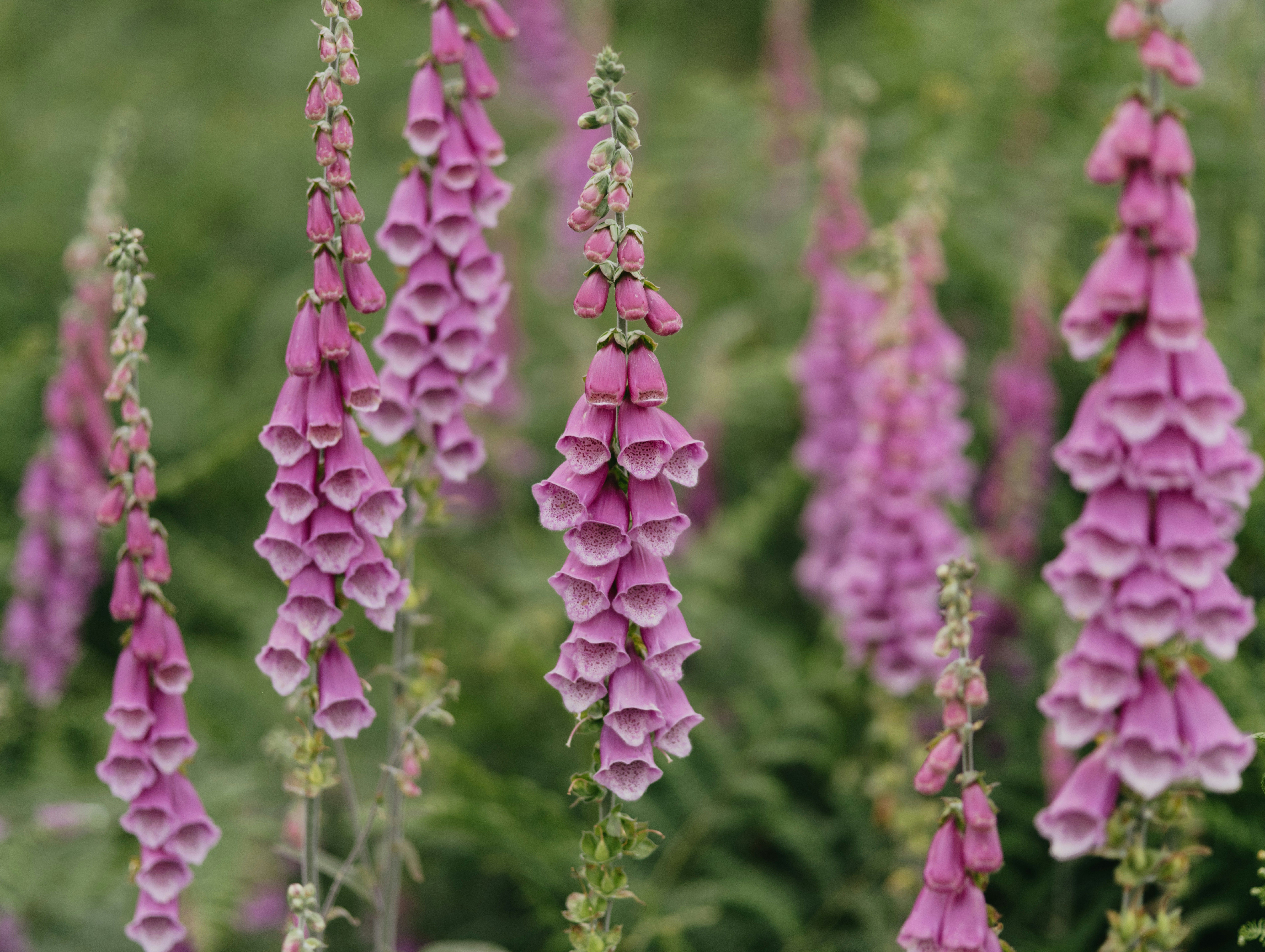 Foxgloves