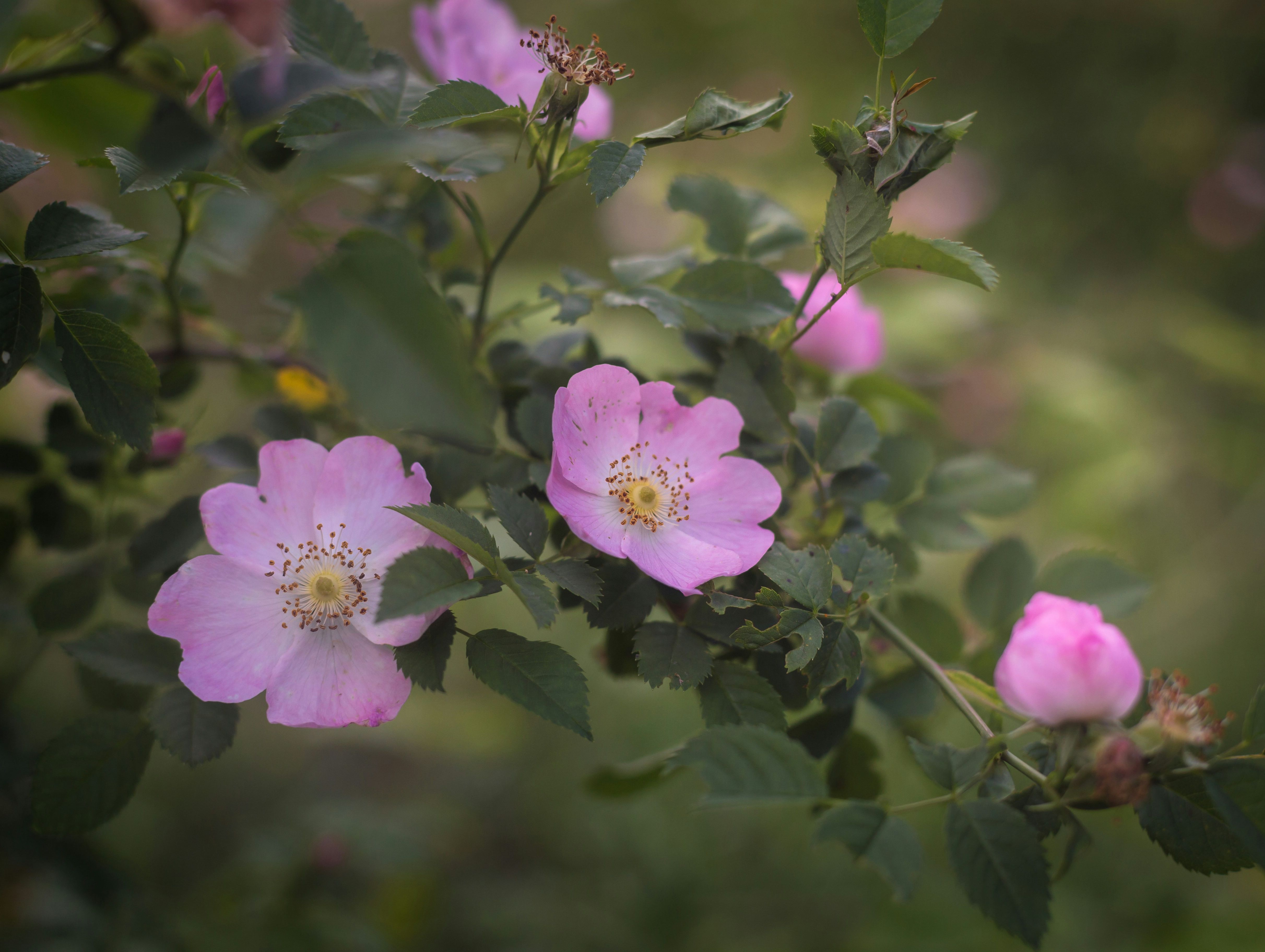 Wild Rose
