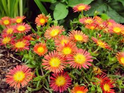 Mesembryanthemum