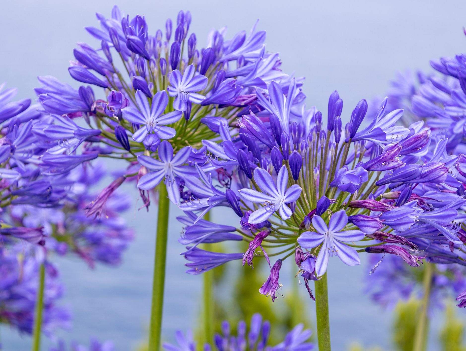 Agapanthus