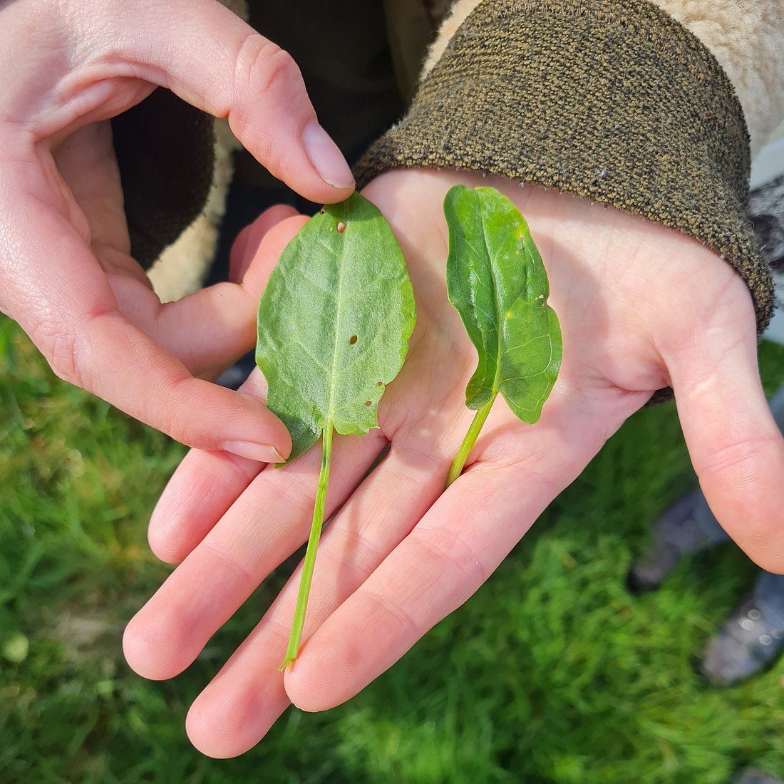 Close-up of hands holding two different green leaves while foraging outdoors.