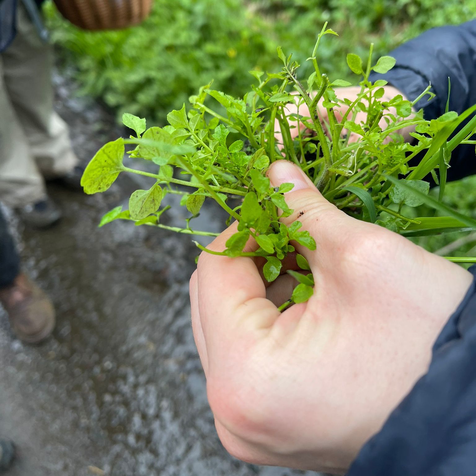 Hand holding a bunch of green bittercress plants outdoors