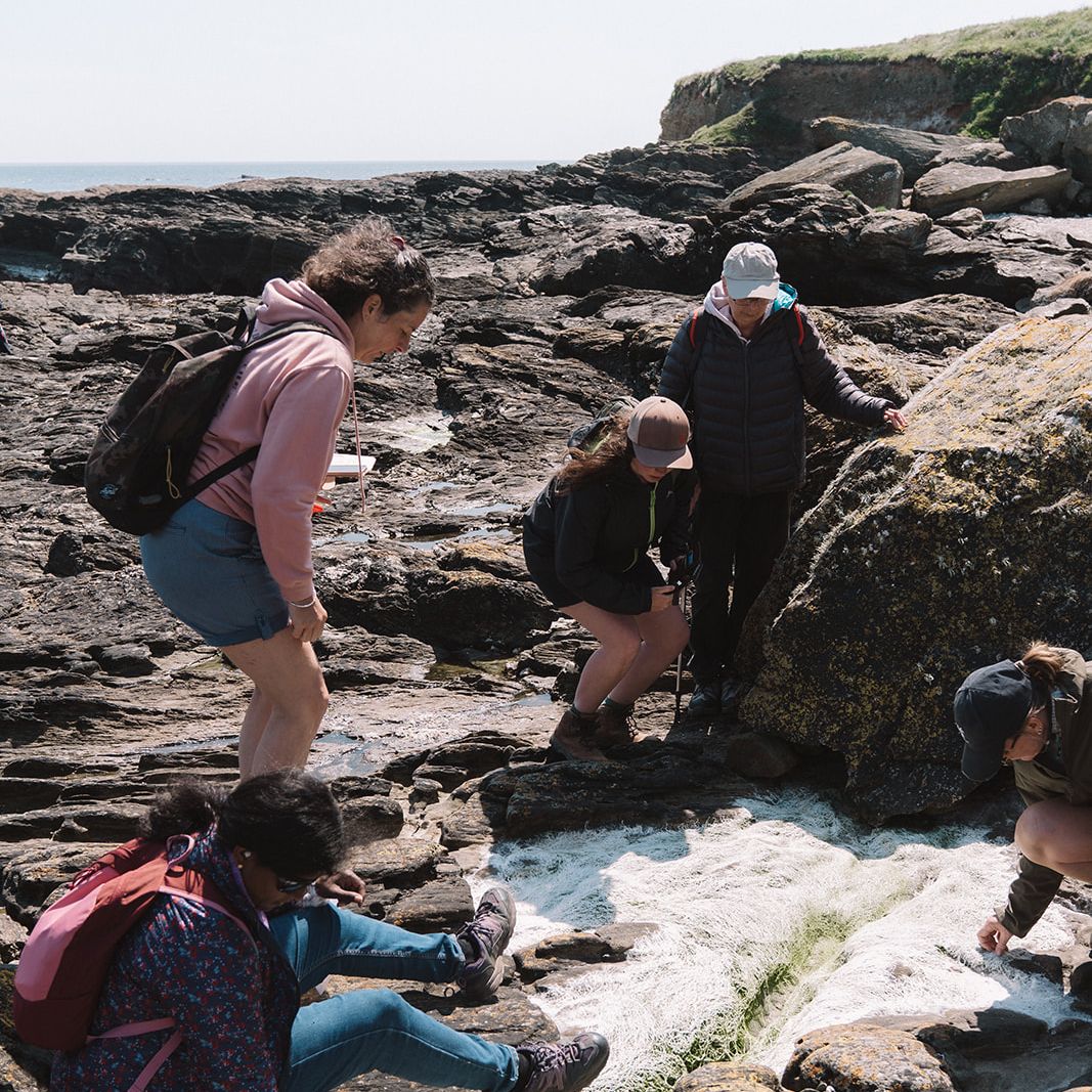 Group of people exploring tide pools with seaweed on rocky shore