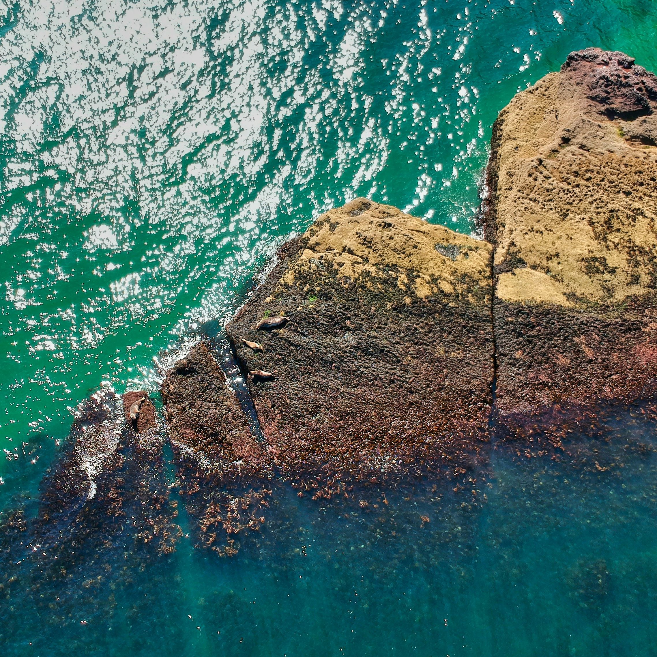 Aerial view of rocky coastline with turquoise water and seals sunbathing on the rocks
