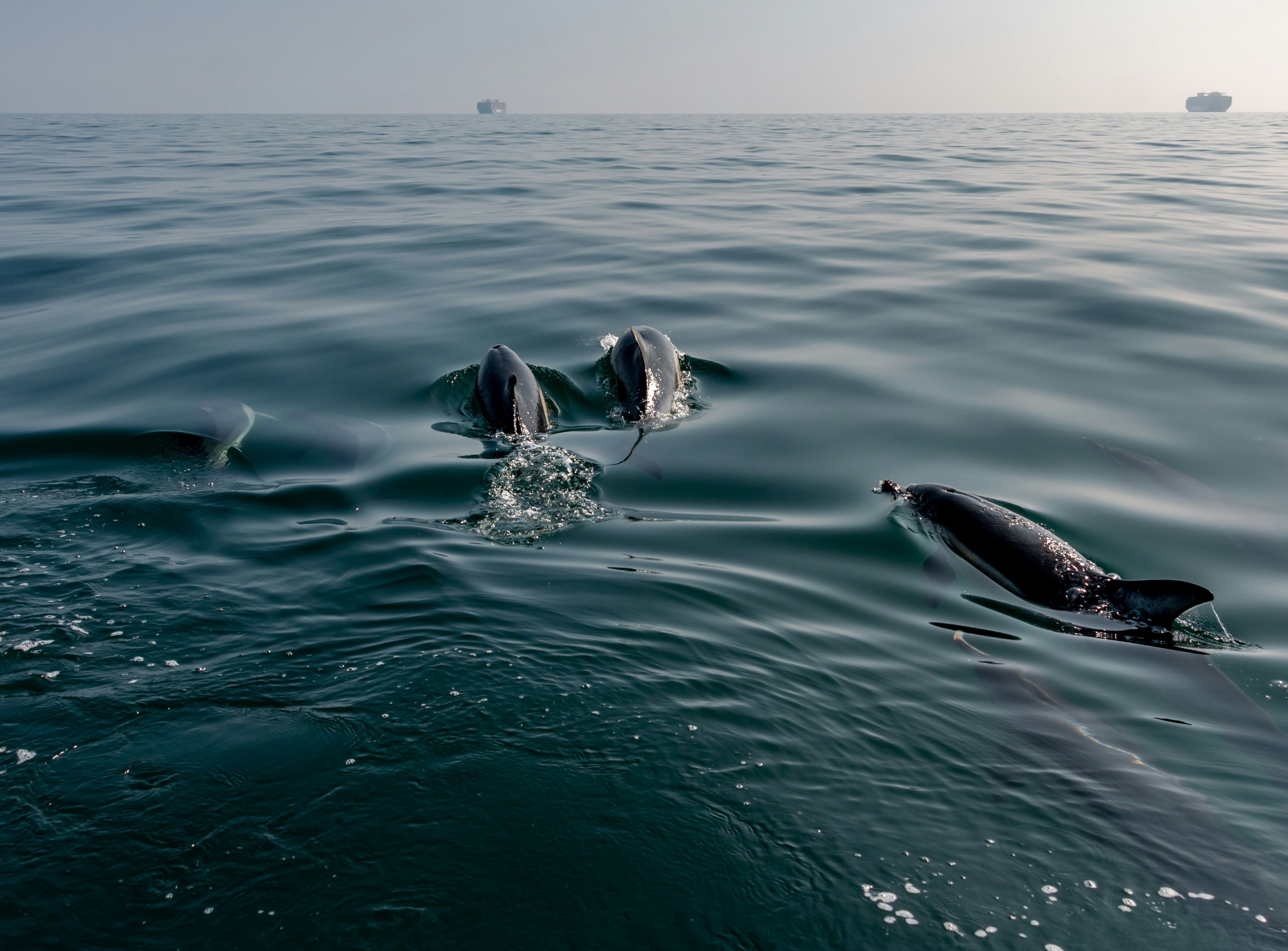 A group of dolphins swimming at the surface of the ocean with two cargo ships visible in the distance.