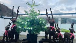 Decorative outdoor Christmas scene with a small lit tree and reindeer figures wearing red striped scarves