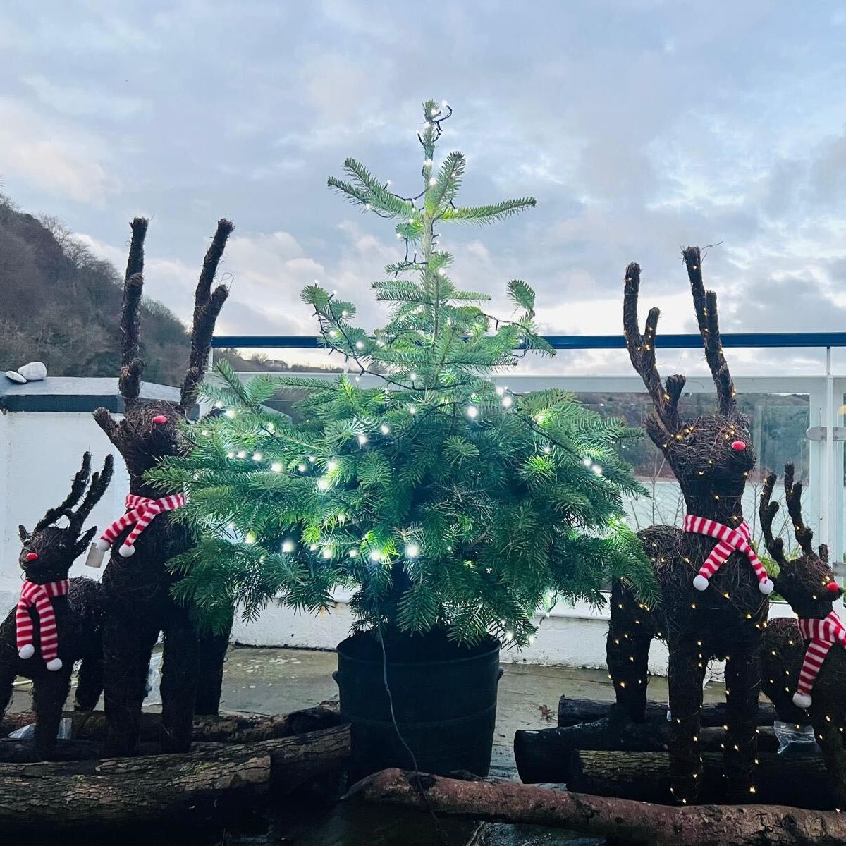 Decorative outdoor Christmas scene with a small lit tree and reindeer figures wearing red striped scarves
