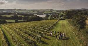 Group of people walking through a vineyard in the countryside