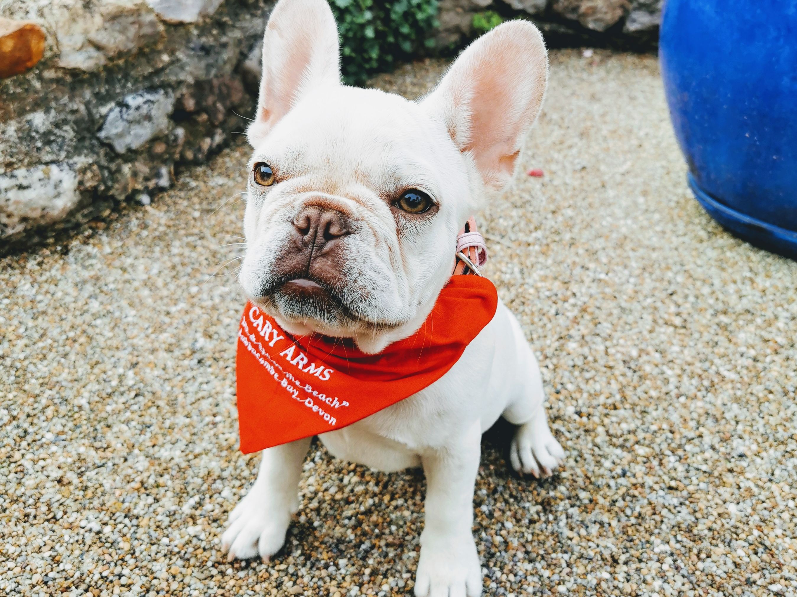 Dog in Cary Arms Bandana