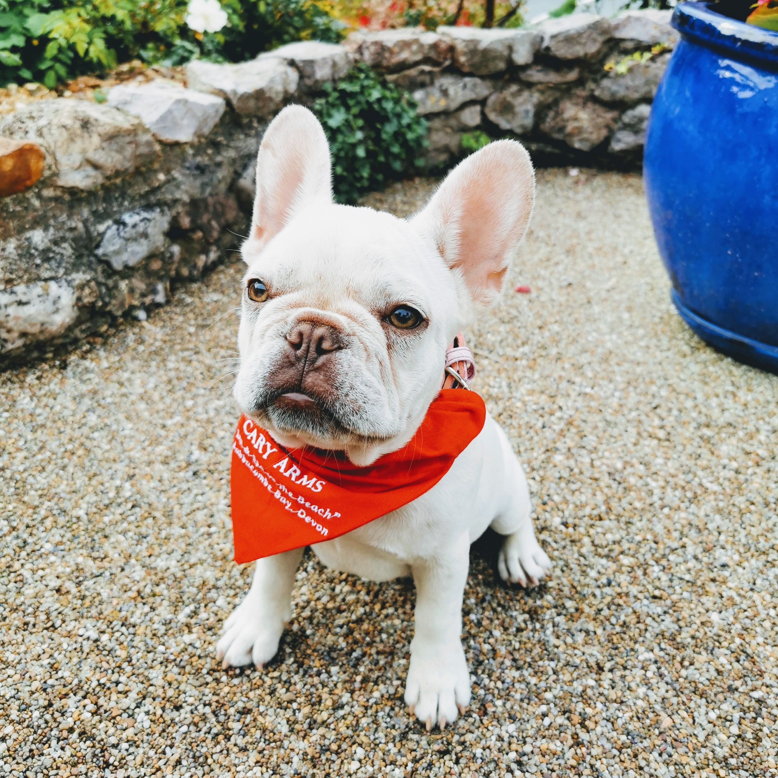 Dog in Cary Arms Bandana
