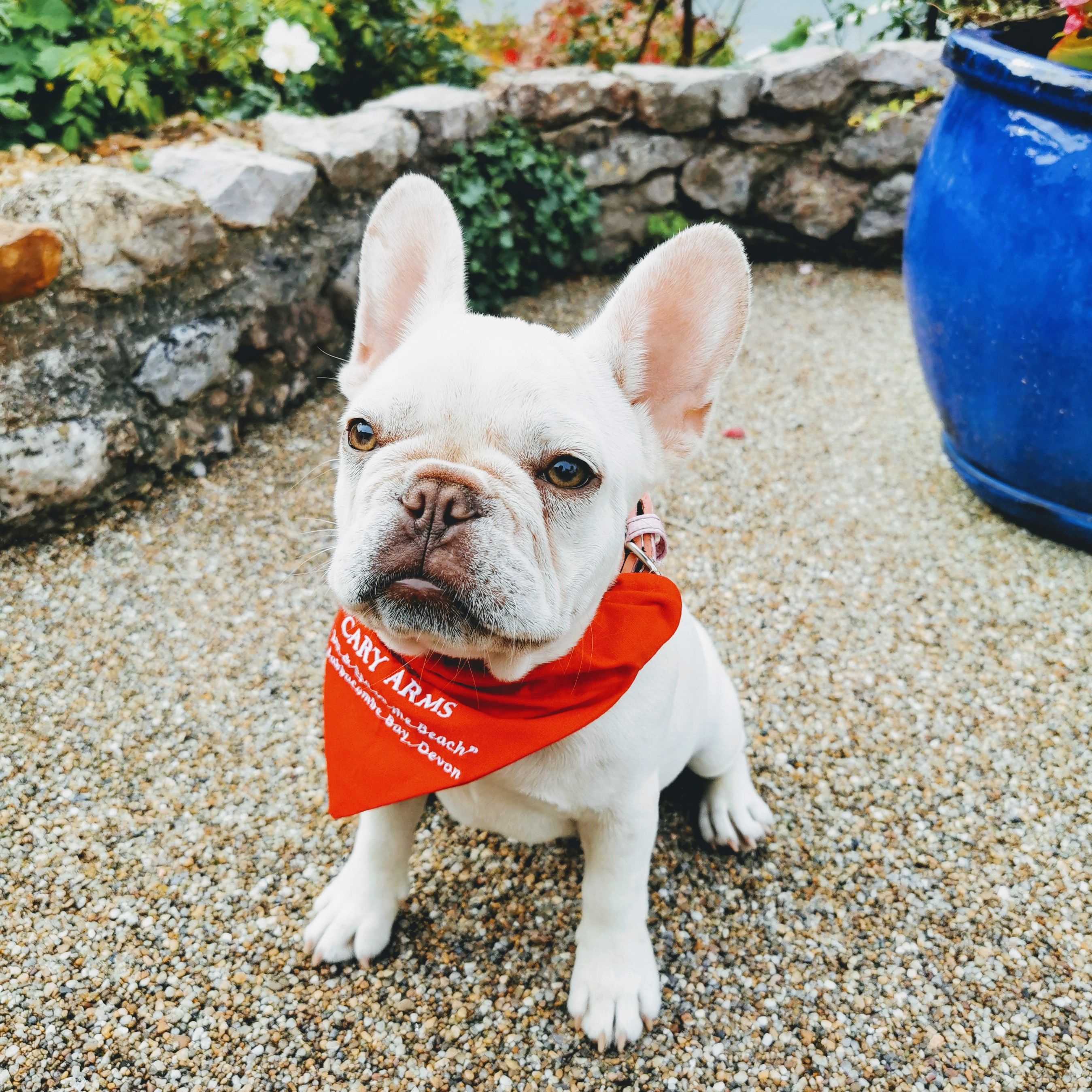 Dog in Cary Arms Bandana