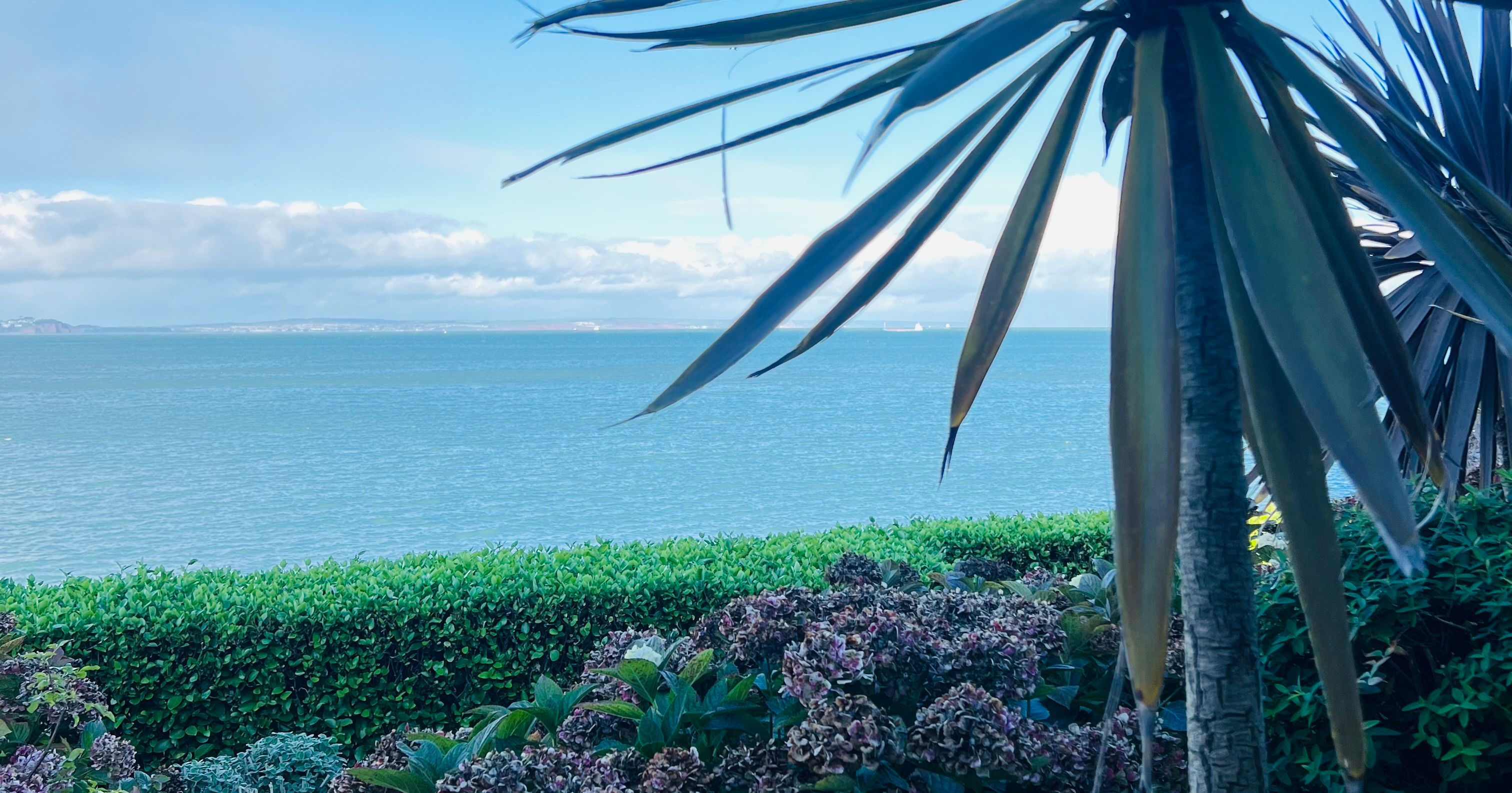 Spiky palm-like tree beside a white fence overlooking a calm blue sea under a clear sky