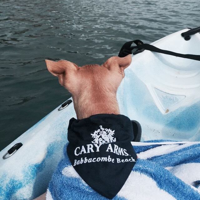 Cary Arms Dog on Boat