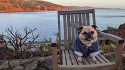 Cary Arms Dog in Chair by Sea