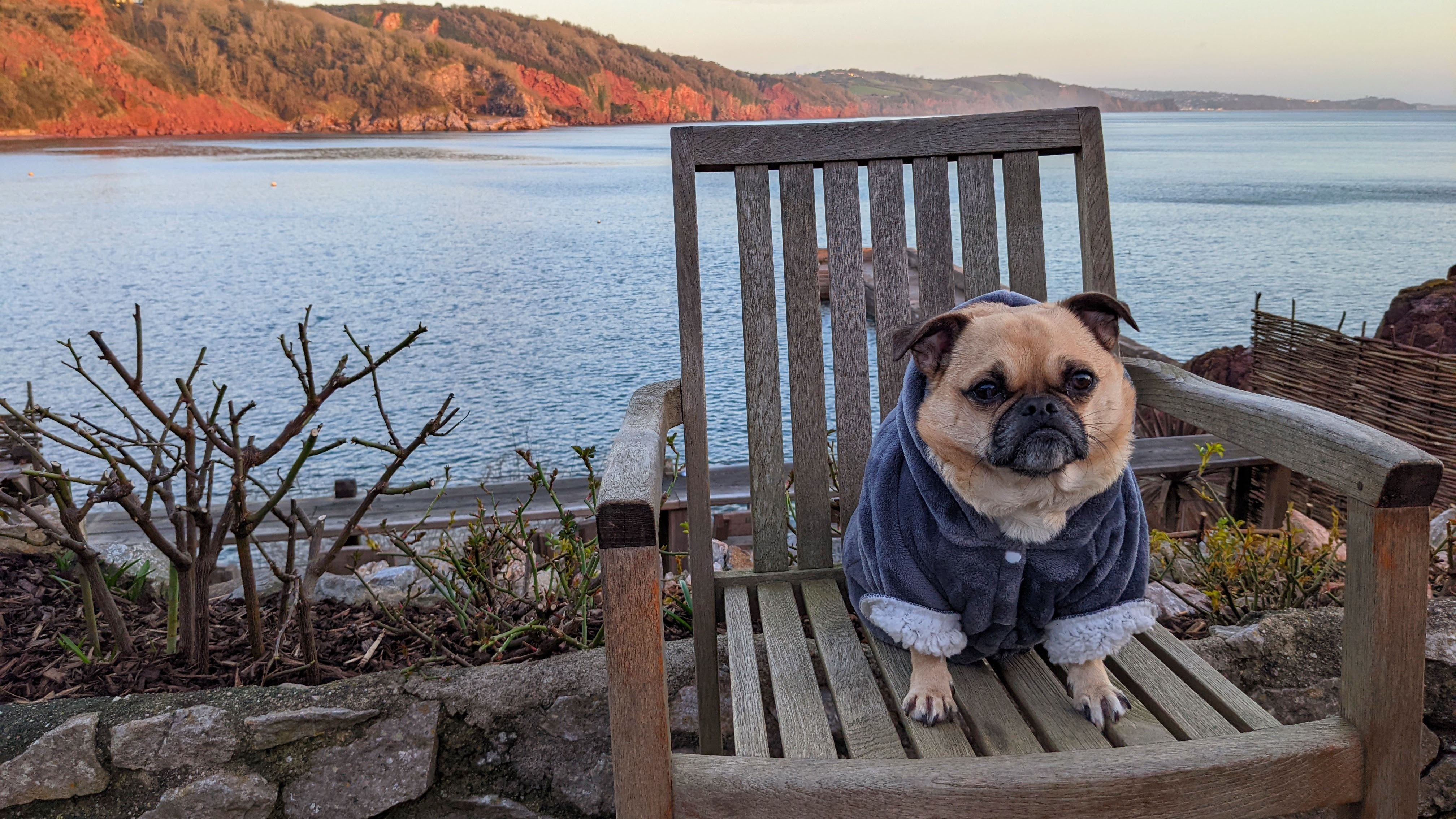 Cary Arms Dog in Chair by Sea