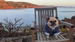 Cary Arms Dog in Chair by Sea