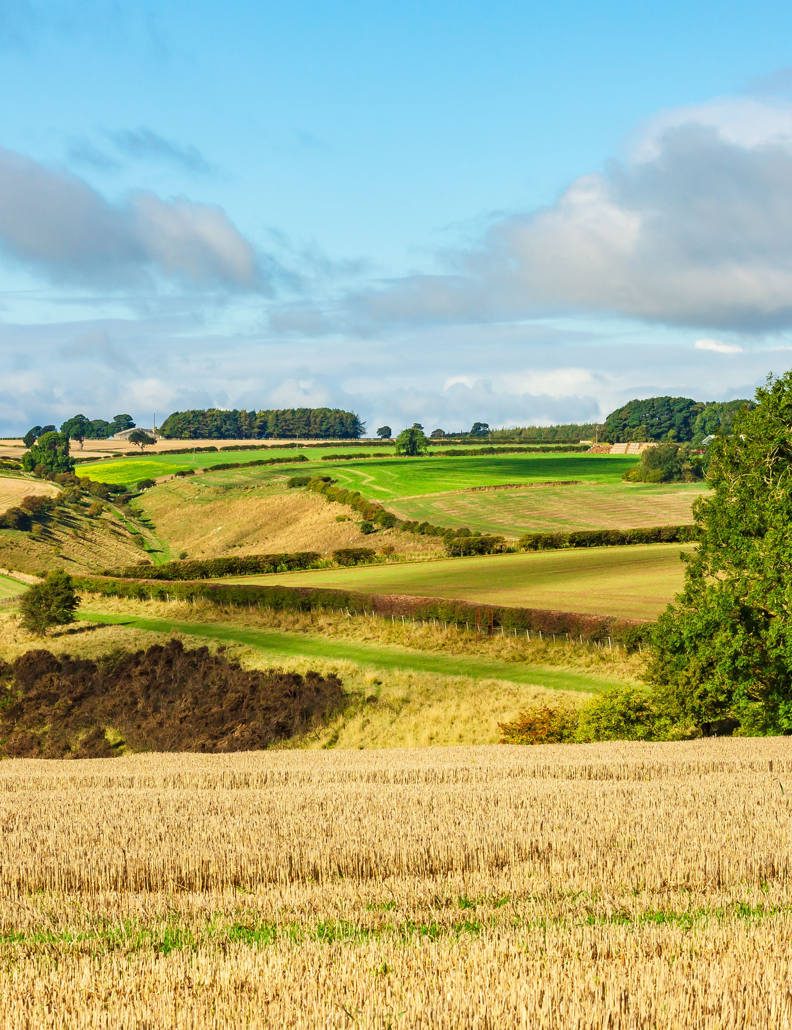 Rolling countryside with green fields, trees, and blue sky with clouds.