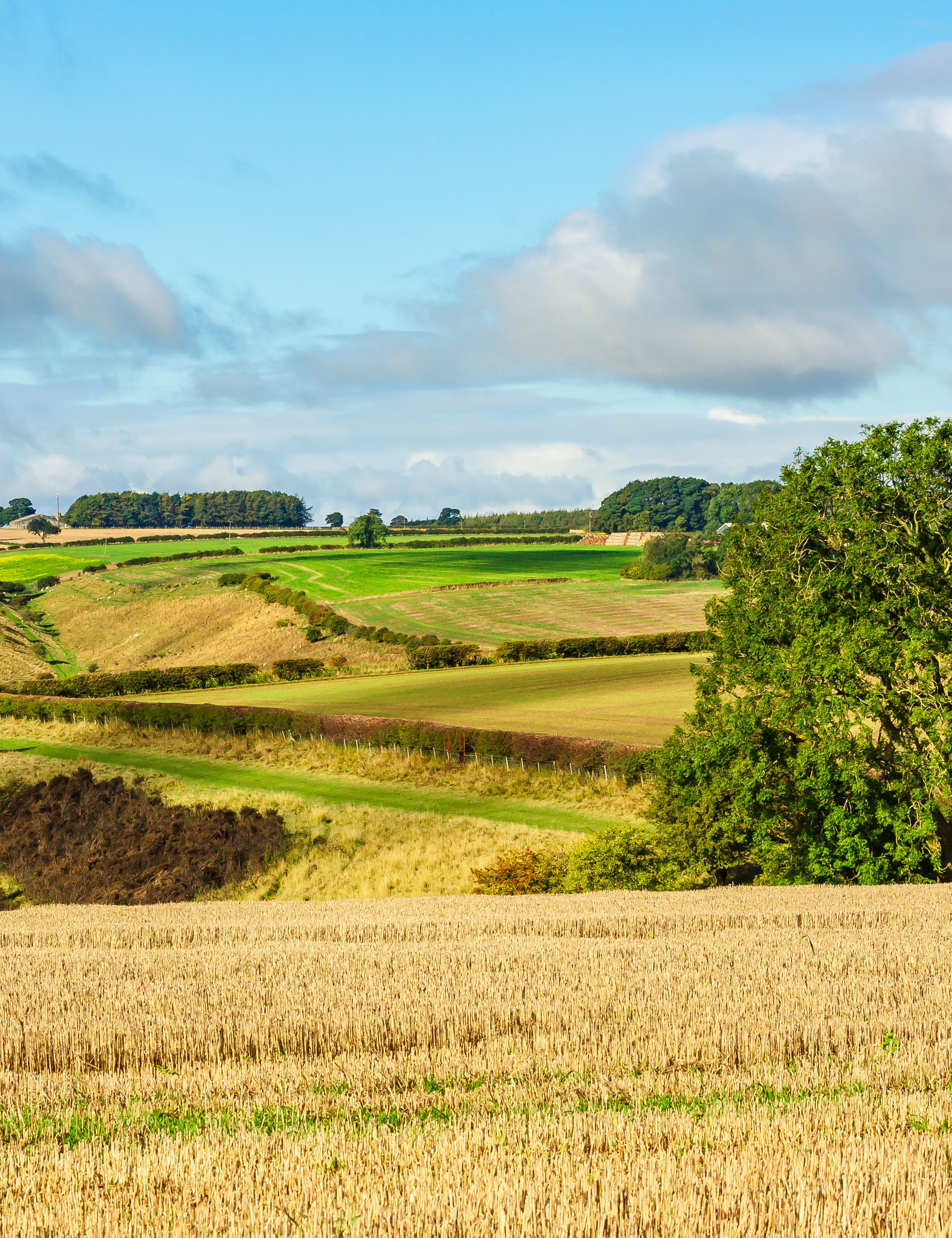 Rolling countryside with green fields, trees, and blue sky with clouds.