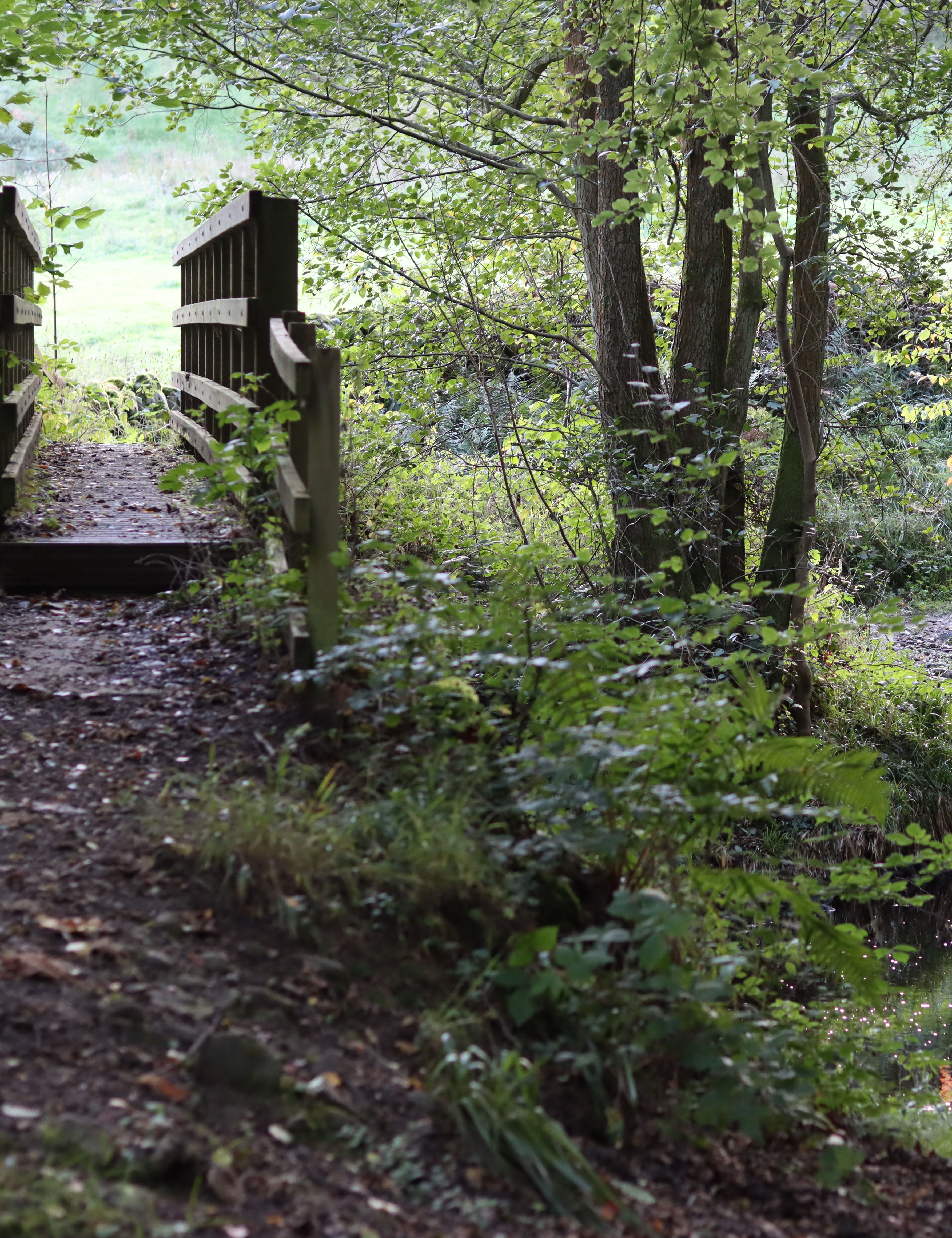 Wooden footbridge over a stream in a lush green forest