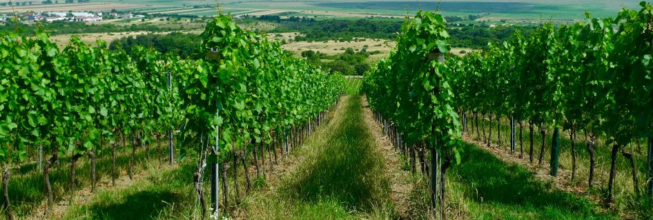 wine tasting field 10.06.26