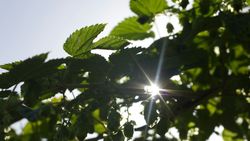 Sunlight shining through green leaves and hop plant cones
