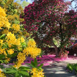 A garden scene with yellow and pink flowers in full bloom, featuring a large tree covered in pink blossoms.