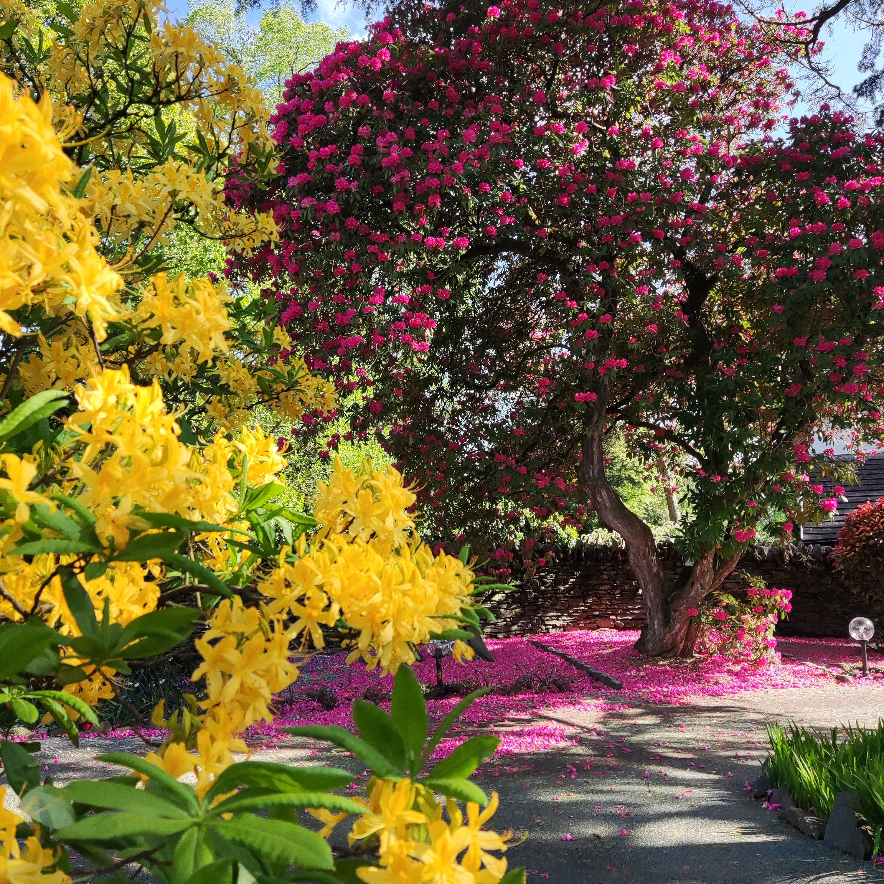 A garden scene with yellow and pink flowers in full bloom, featuring a large tree covered in pink blossoms.