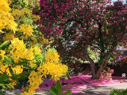 A garden scene with yellow and pink flowers in full bloom, featuring a large tree covered in pink blossoms.