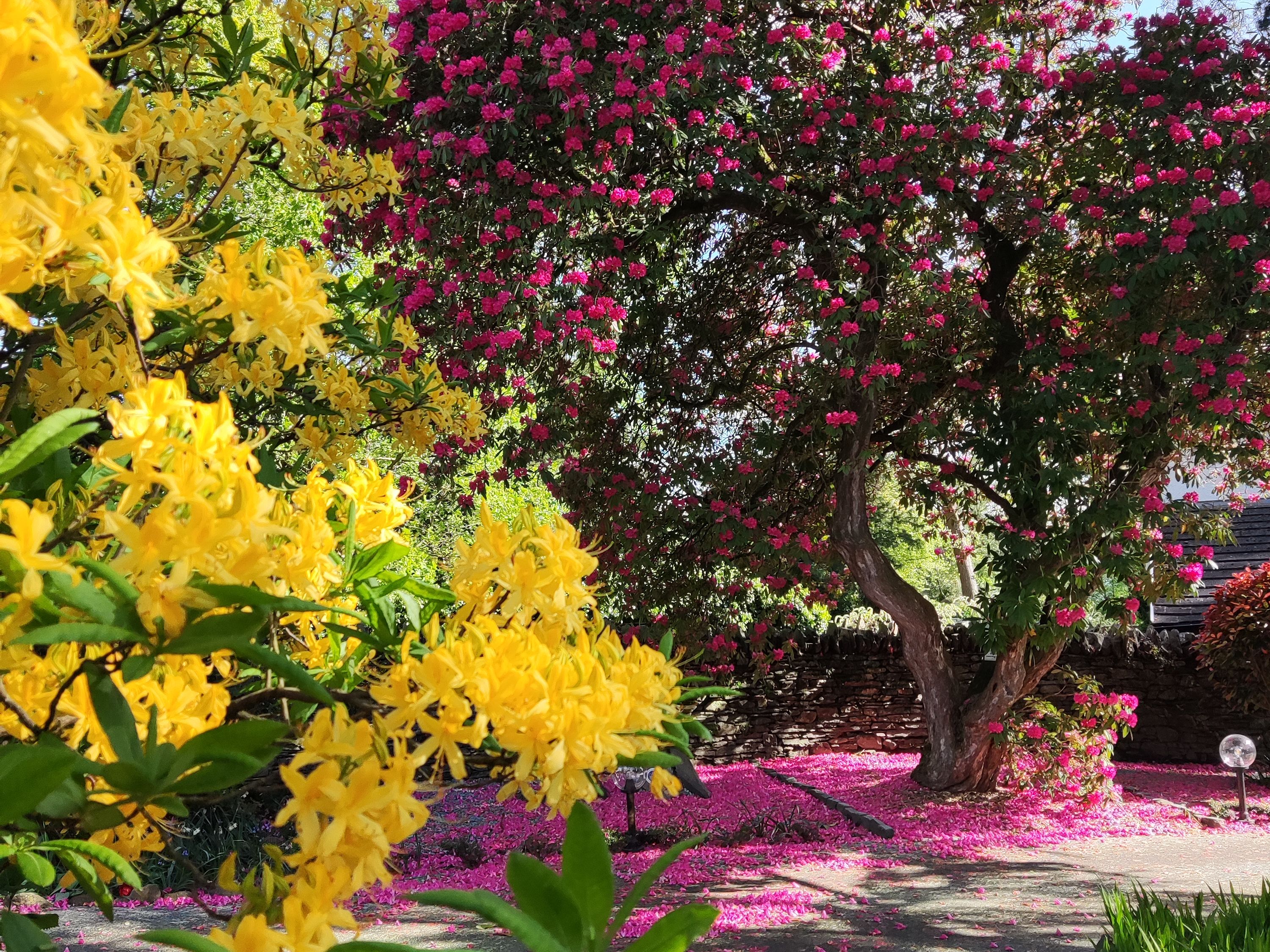 A garden scene with yellow and pink flowers in full bloom, featuring a large tree covered in pink blossoms.