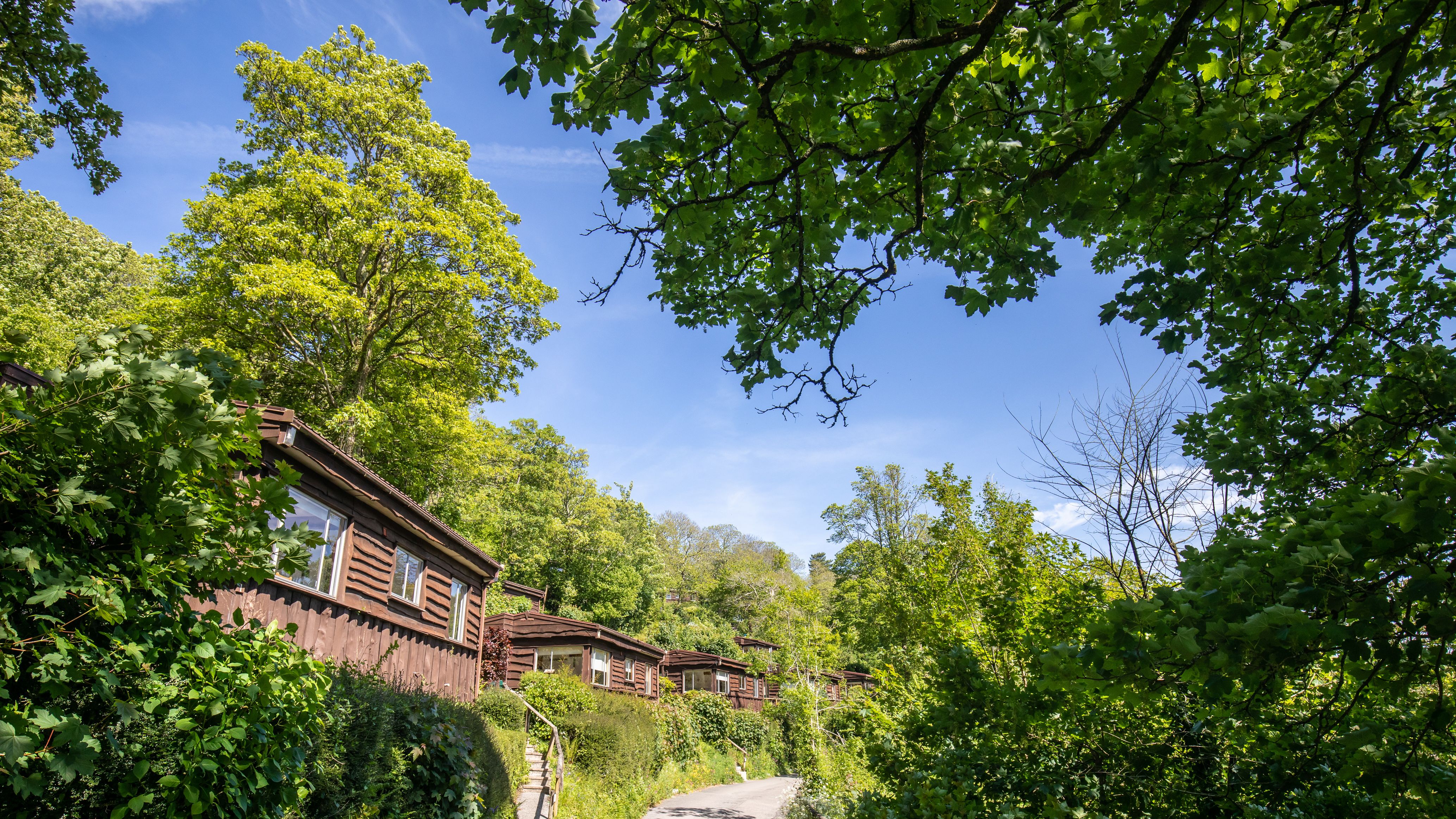 Row of wooden cabins surrounded by lush green trees along a narrow road under a bright blue sky.