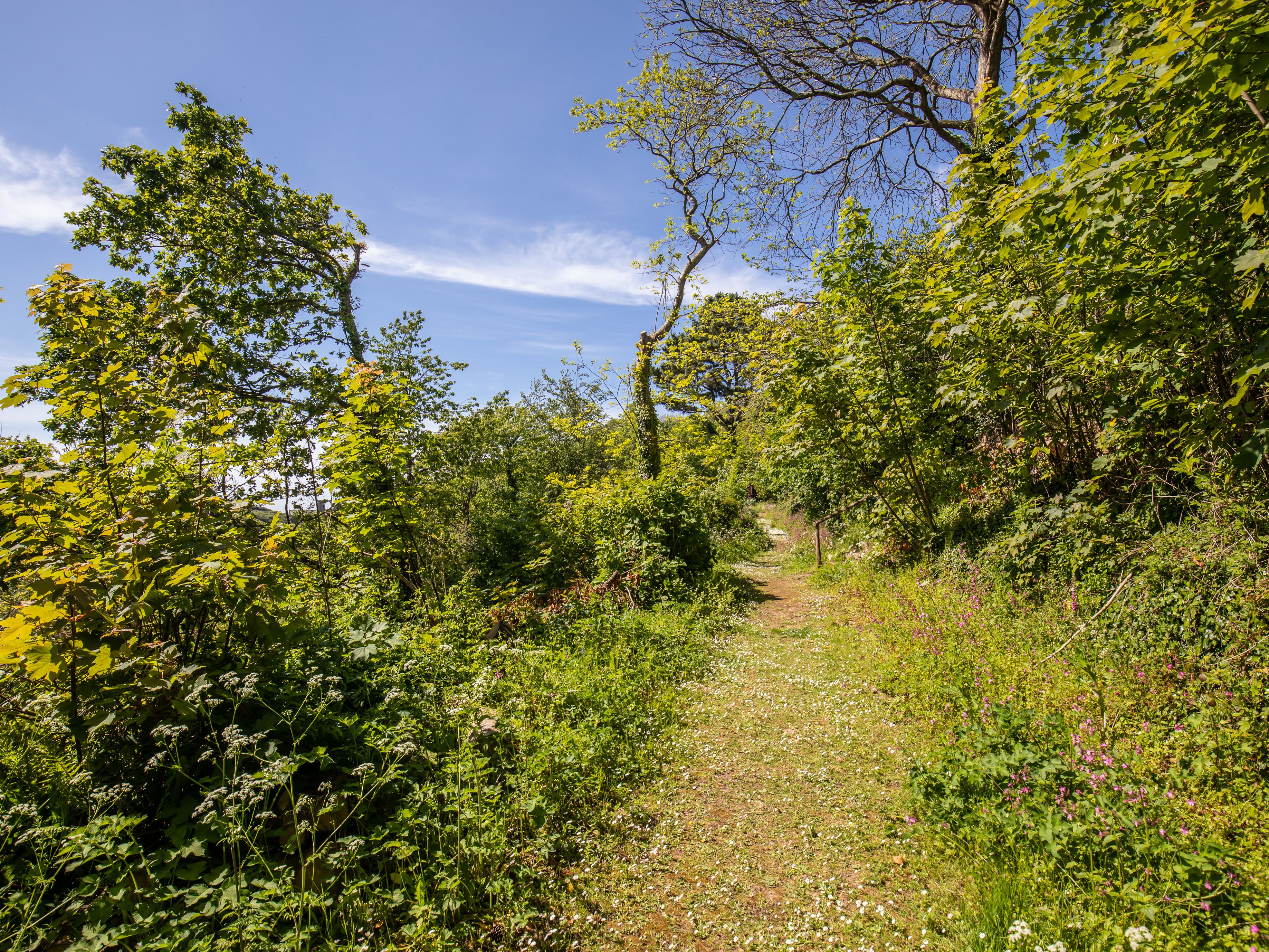 Narrow dirt path surrounded by lush green trees and plants under a clear blue sky