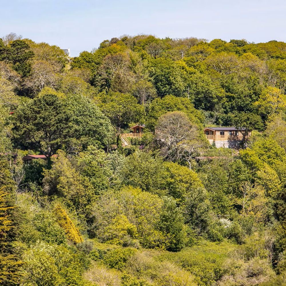 Woodland hillside with two wooden lodges nestled among green trees under a clear sky