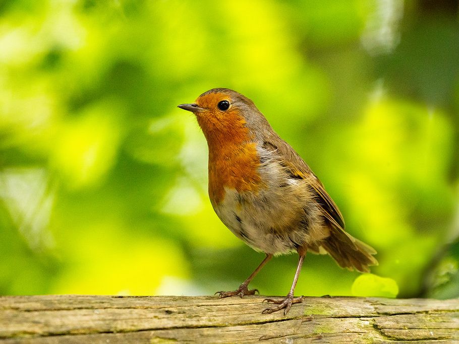 A European robin with an orange breast perched on a wooden log with a blurred green background.