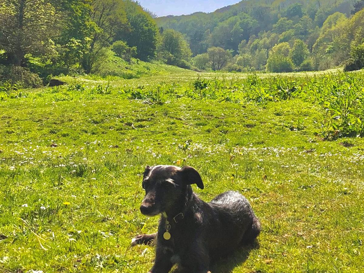 Black dog lying on grassy field with trees and hills in the background under a clear blue sky