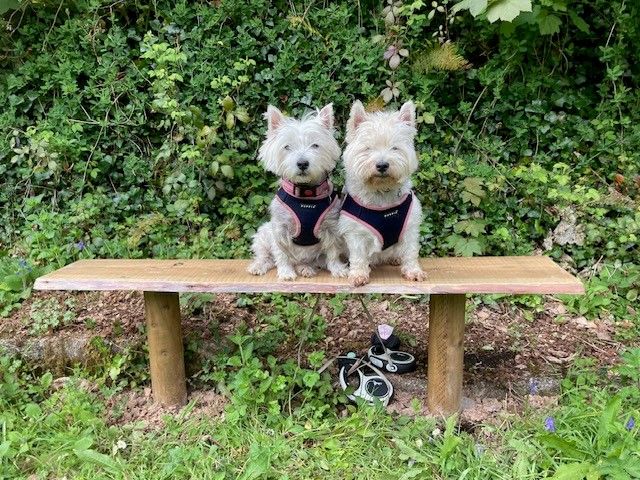 Two small white dogs wearing harnesses sitting next to each other on a wooden bench outdoors.