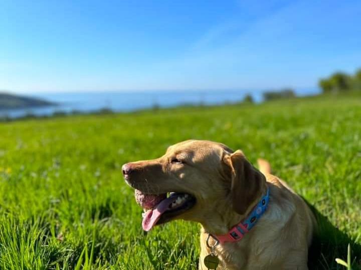 Yellow Labrador dog lying on grass with blue sky in the background