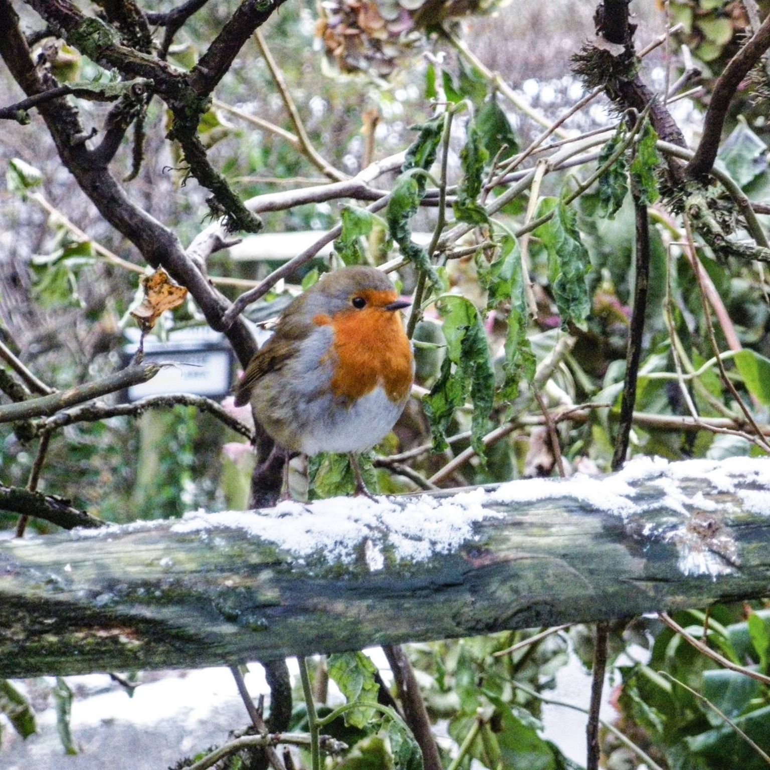 European robin perched on a snow-dusted branch among winter foliage