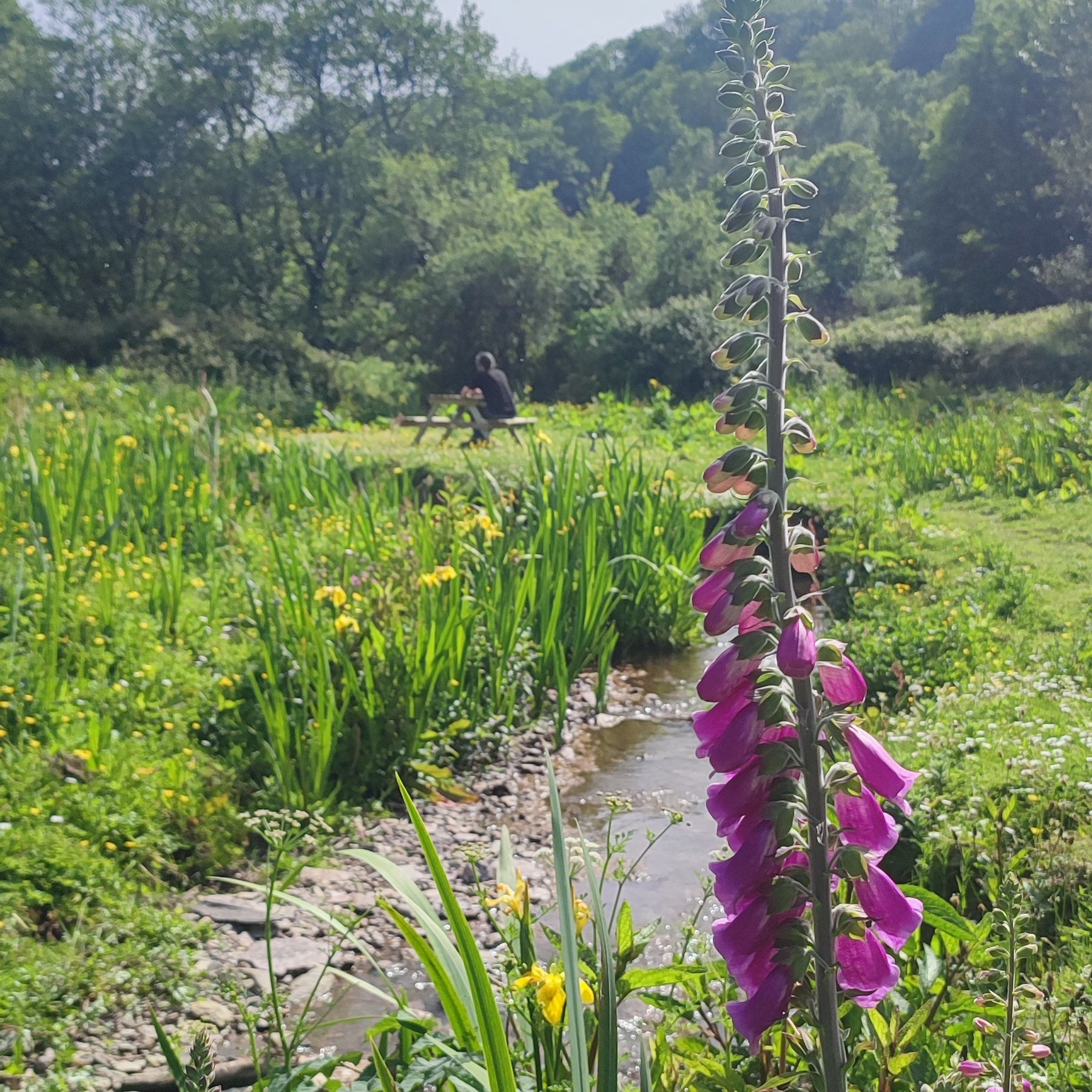 Purple foxglove flower beside a small stream in a sunny green meadow